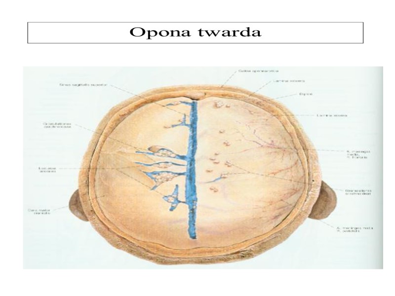 Opona twarda